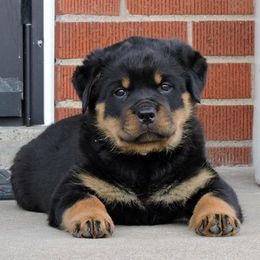 Rottweilers from Susan Reis