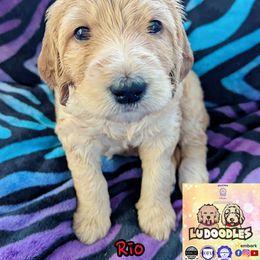 Rio - Cream female Goldendoodle puppy in Santa Cruz, California from Lu Doodles