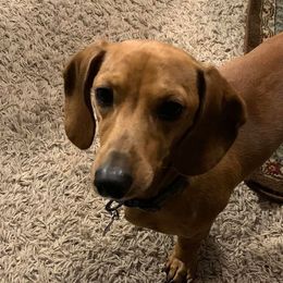 Dachshunds from Northridge Farm