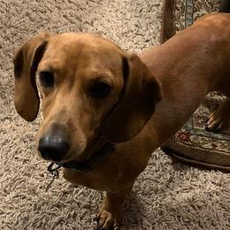Dachshunds from Northridge Farm