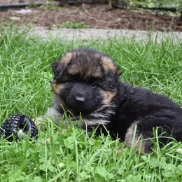 German Shepherd Puppies from Morgen Haus Shepherds