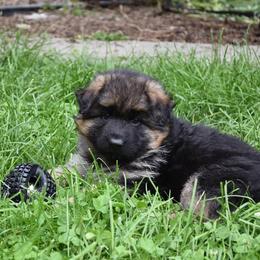 German Shepherd Puppies from Morgen Haus Shepherds