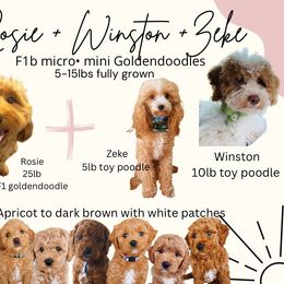Goldendoodle puppies from Home Grown Puppies