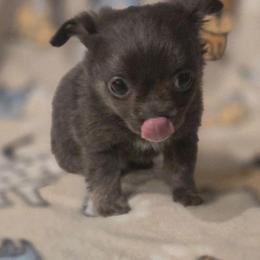 Adler - Blue and white male Chihuahua puppy in Plainfield, Indiana from Abby's Pampered Pooches