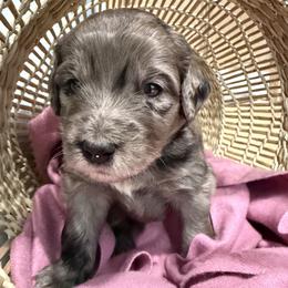 Gray - Merle female Golden Aussiedoodle puppy in Chino Valley, Arizona from AZ Stickerdoodles
