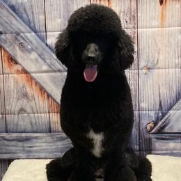Poodles from Kikikook Kennels