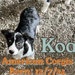 Koa (fearless) - Black and white American Corgi puppy in Wapakoneta, Ohio from Rocking D-C Canines