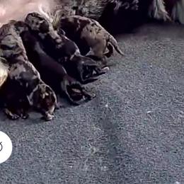Presley - Black phantom female Aussiedoodle puppy in Fredonia, Pennsylvania from Drew’s Aussies & Doodles