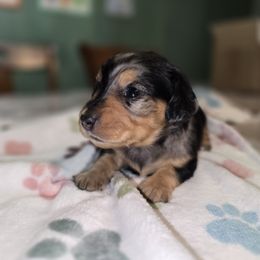 Girl1 - Dapple female Dachshund puppy in Atlanta, Texas from Circle K Doxies & Aussies