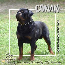 Rottweiler All Grown Up from DKV Rottweilers, German Rottweiler Puppies For Sale