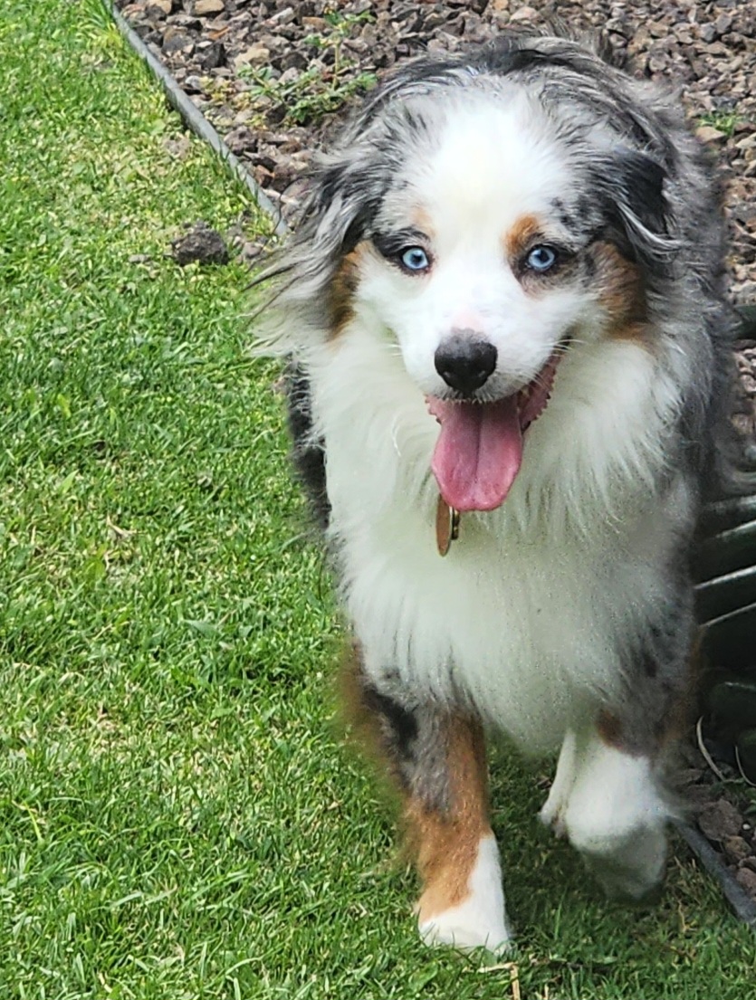 Roxy - Miniature Australian Shepherd