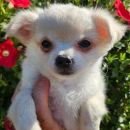AKC GCHB SIRED GLACIER IN MAINE 3000.00 - Cream male Chihuahua puppy in Newport, Maine from Pinewood Acres Chihuahuas