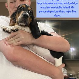 Basset Hound Puppies from Buch Bassets