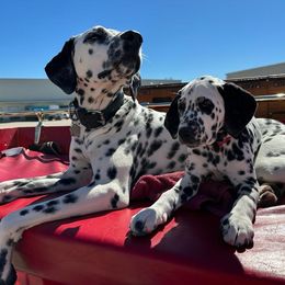 Basset Hound and Dalmatian Puppies from Lazy B Bassets and Dalmatians