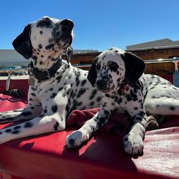 Basset Hound and Dalmatian Puppies from Lazy B Bassets and Dalmatians
