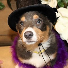 Prin - Blue female Pembroke Welsh Corgi puppy in Morton, Mississippi from Crown AB Farms Pembroke Welsh Corgis