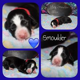 Smoulder - Black tri-color male Australian Shepherd puppy in Levelland, Texas from Once Upon a Time Aussies