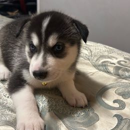 Blizzard - Black and white Siberian Husky puppy in Southfield, Michigan from Dave’s Huskies