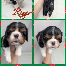 Ringo - Tri-color male Cavalier King Charles Spaniel puppy in Seymour, Missouri from Painted Blessing's AKC Cavaliers LLC