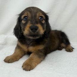 Bon Jovi - Red male Dachshund puppy in Pulaski, Tennessee from Billboard Doxies