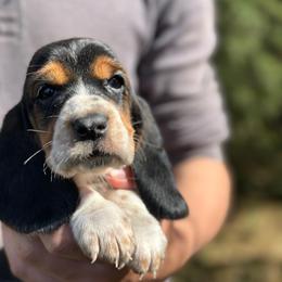 Female 1 - Black brown and white female Basset Hound puppy in Lindley, New York from Hill Top Basset Hounds & Cane Corso