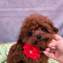 Kenzo Asian Poodle - Red  male Poodle puppy in San Diego, Temecula, Ontario, California from Yorkie & Maltese Royalty