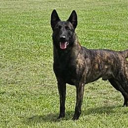 Blue - Dutch Shepherd