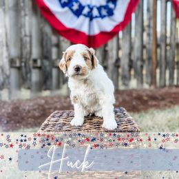 Huckleberry - Parti male Goldendoodle puppy in Tacoma, Washington from Peninsula Doodles
