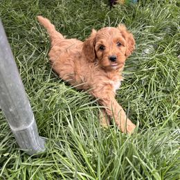 Bernedoodle, Cavapoo, and Poodle Puppies from Liberty Farms Puppies