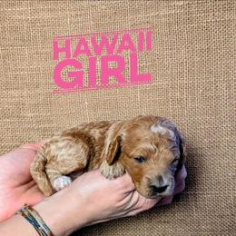 Hawaii - Apricot female Goldendoodle puppy in Cambridge, Minnesota from Country Meadow Doodles