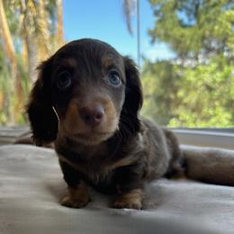 Asher - Chocolate and tan male Dachshund puppy in San Diego, California from Enchantables