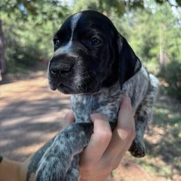 Pepper - yellow collar - Black roan male German Shorthaired Pointer puppy in Mokelumne Hill, California from Underhill GSP