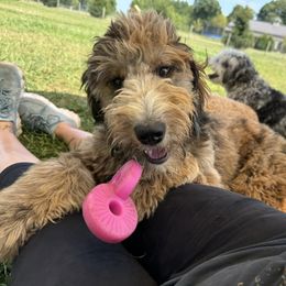 Belle - Bordoodle