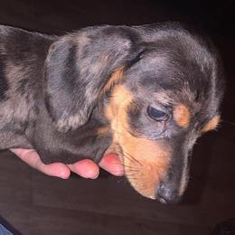 Dachshund Puppies from Rich’s beautiful dachshunds
