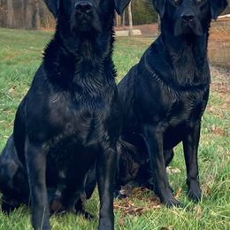 Labrador Retrievers from Magnolia Acres Labradors