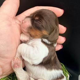 Charm - Tri-color male Cavapoo puppy in Cameron, South Carolina from Sassy Sailor & Company