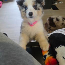 Indigo - Blue merle female Miniature American Shepherd puppy in Shreveport   Bossier, Louisiana from Jem Miniature American Shepherds