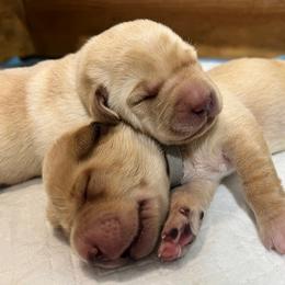 Girl 1 - female Labrador Retriever puppy in Eugene, Oregon from McKenzie Reign Labradors