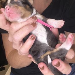Frappe - Blue merle female Bernedoodle puppy in Pittsburg, Illinois from Doodles on Rock Creek