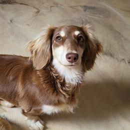 Honey - Dachshund
