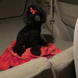 Dachshund and Poodle Puppies from Arkansas Standard Poodles & Dachshunds