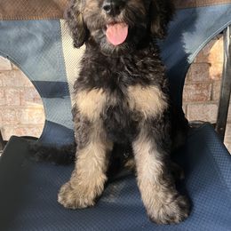 Charles - Black male Schnoodle puppy in Pleasanton, Texas from Gooch Canines (Giant Schnoodles)