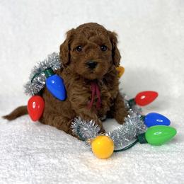 Violet collar - Red  female Goldendoodle puppy in Monrovia, California from Fancy Paws Inc