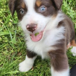 Australian Shepherds from Nimblewill Australian Shepherds
