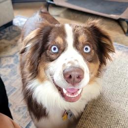 Ember - Australian Shepherd