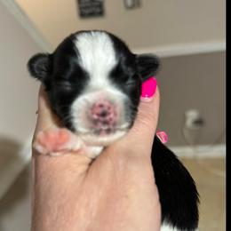 Ditch - Piebald male Morkie puppy in Florence, Kentucky from 4paws4ever by Design