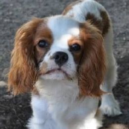 Cavalier King Charles Spaniels and Tibetan Spaniels from Kabaret Cavaliers & Tibetan Spaniels