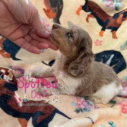 Female chocolate and cream dapple pie - Chocolate and cream female Dachshund puppy in Mt. Pleasant, Texas from The Spotted Doxie