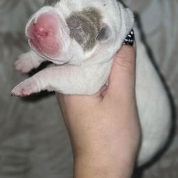 Bonnie - Lilac dilute male Chinese Shar-Pei puppy in Salem, Ohio from WrinkleMonsters