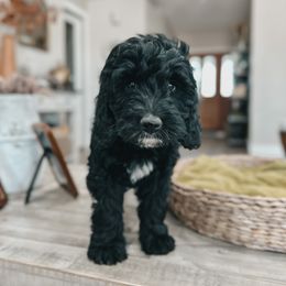 Bernedoodle, Goldendoodle, and Sheepadoodle Puppies from High Desert Doodles
